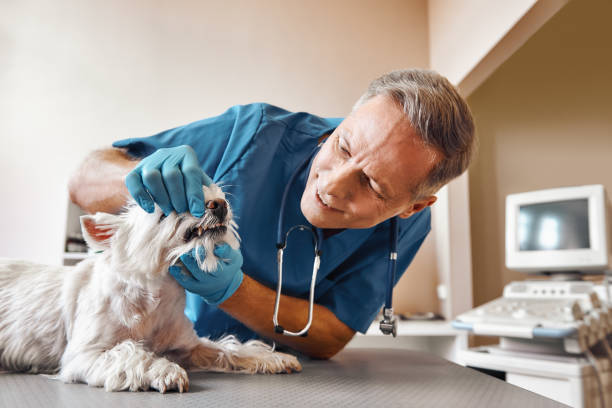 Best Weekend Emergency Dentist in Montura, FL